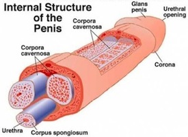 импотенция, эректильная дисфункция