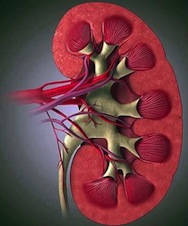 пиелонефрит симптомы и лечение