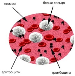 плазмаферез