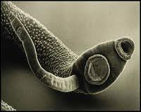 лечение токсоплазмоза