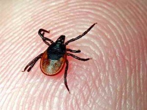 клещевой энцефалит фото